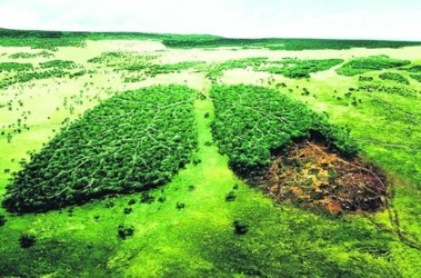 14 березня 2012, 10:55 Переглядів:   Боремося з незаконною вирубкою лзелених насаджень