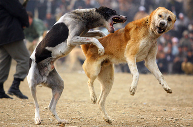 15 березня 2013, 08:12 Переглядів:   В Україні хочуть заборонити собачі бої